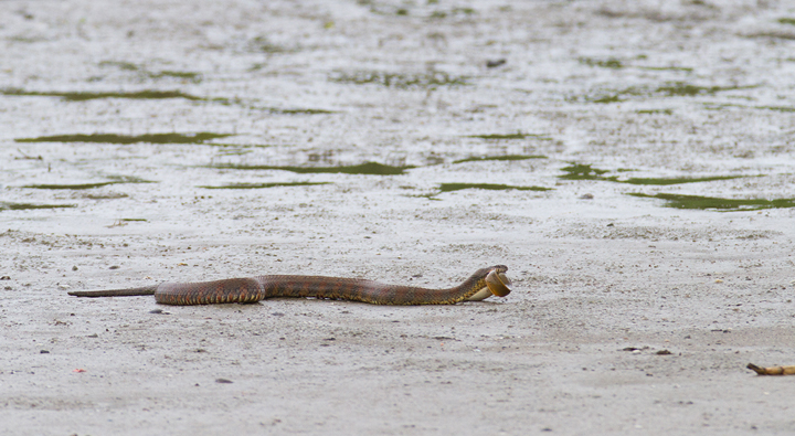 A Northern Watersnake drags an American Eel to drier land to prevent his unagi feast from escaping. Photo by Bill Hubick.