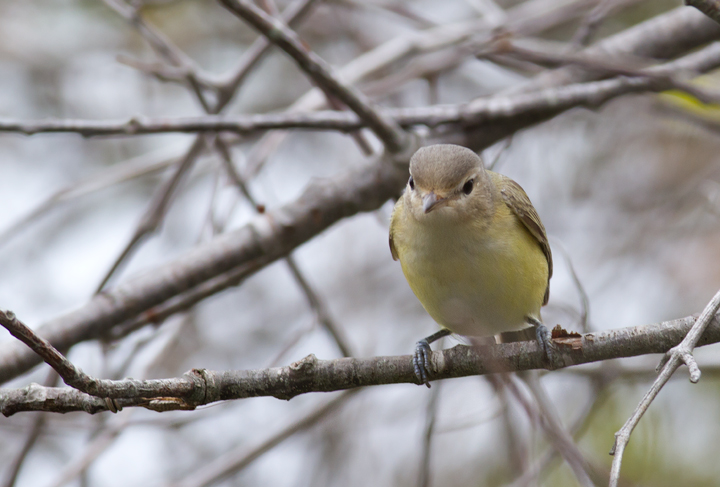 A Warbling Vireo on Assateague Island, Maryland (9/18/2011). Photo by Bill Hubick.
