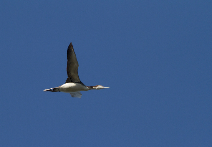 Loon Flight
