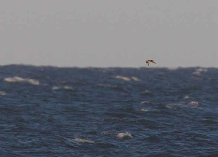 A distant Parastic Jaeger off Assateague Island (10/16/2011) - an overdue new photo species for me in Maryland (#370). Photo by Bill Hubick.