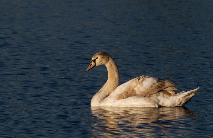 Adult and immature Mute Swans stopping in at Fort Smallwood Park, Maryland (11/24/2011). Photo by Bill Hubick.