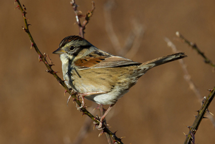 Swamp Sparrow