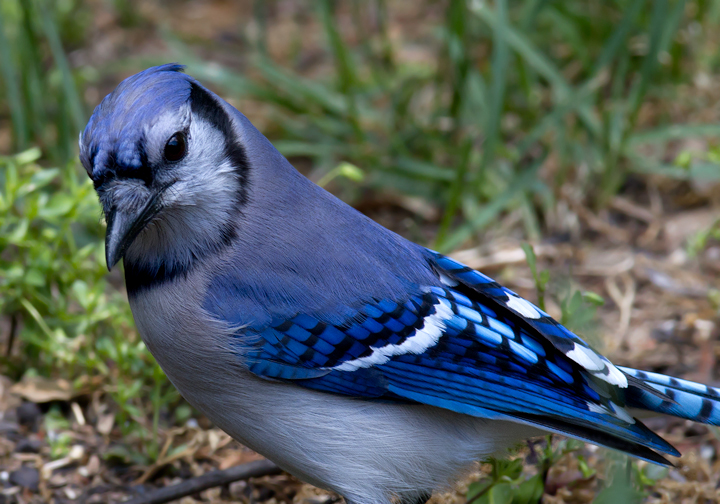 Blue Jay Bird