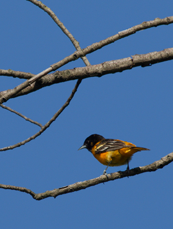 Baltimore Oriole