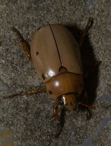 Grapevine Beetle