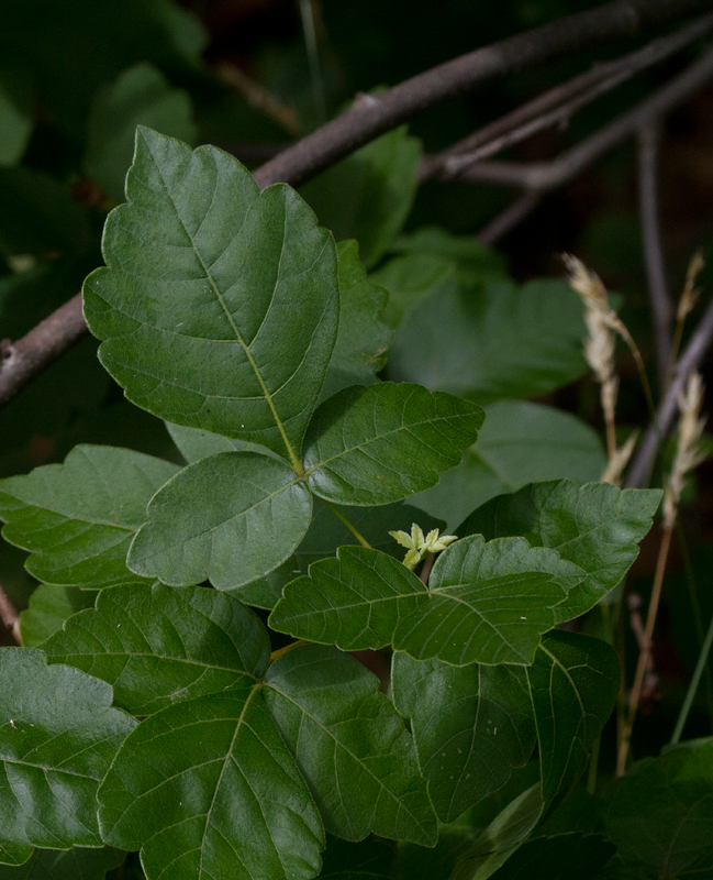 Maryland Biodiversity Project Atlantic Poison Oak