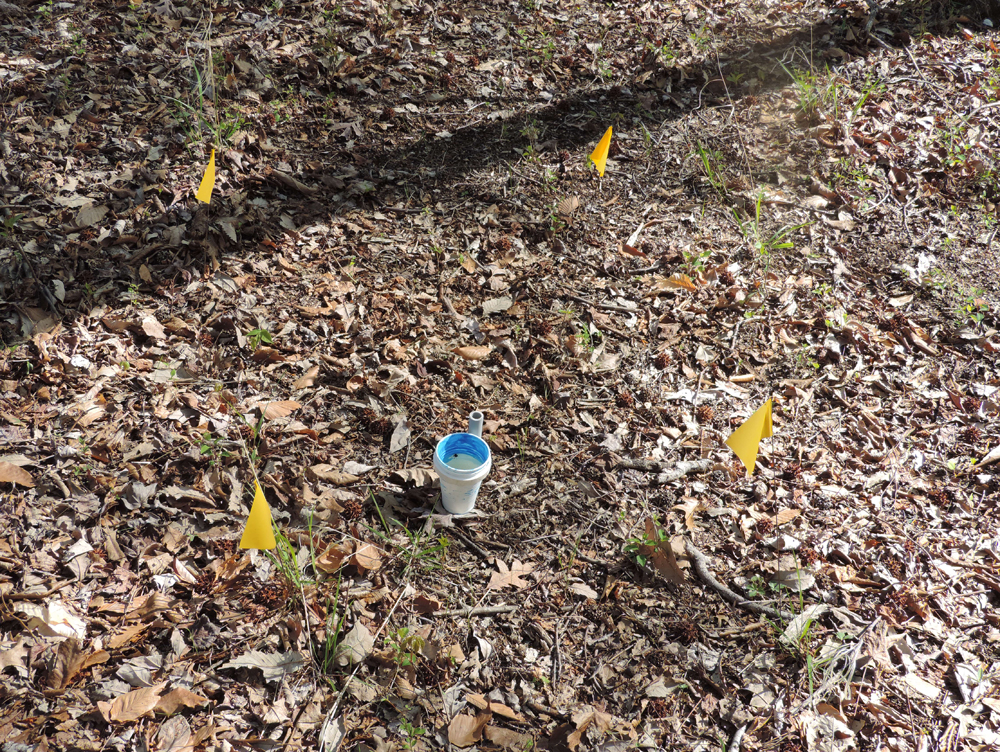 Sam Droege bee survey