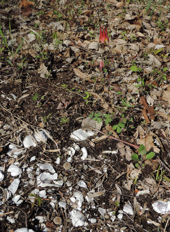 Red Columbine at Shell Midden