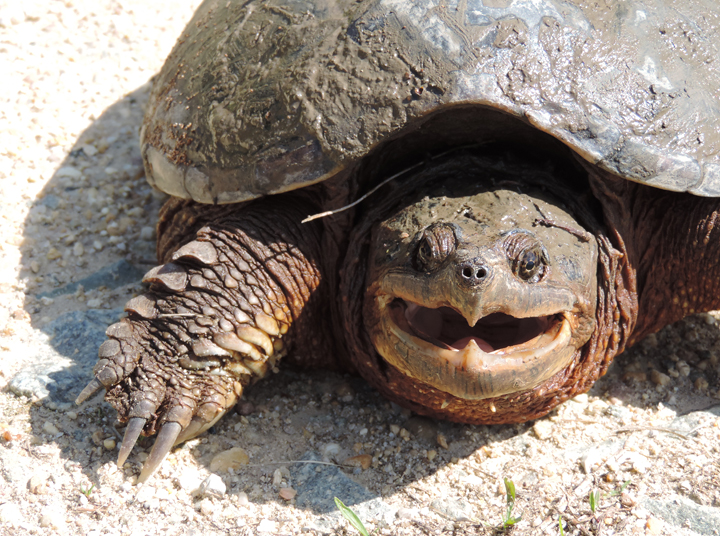 Snapping Turtle