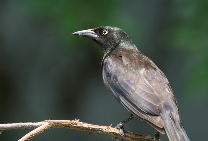 common grackle male. Below: A female Common Grackle
