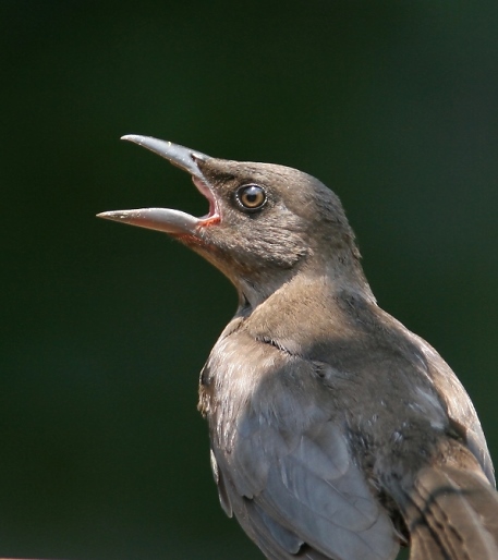 common grackle female. Below: A female Common Grackle