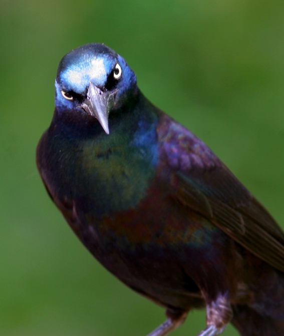 common grackle male. Below: A Common Grackle in my