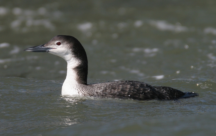 common loon images. Below: A Common Loon enjoys a