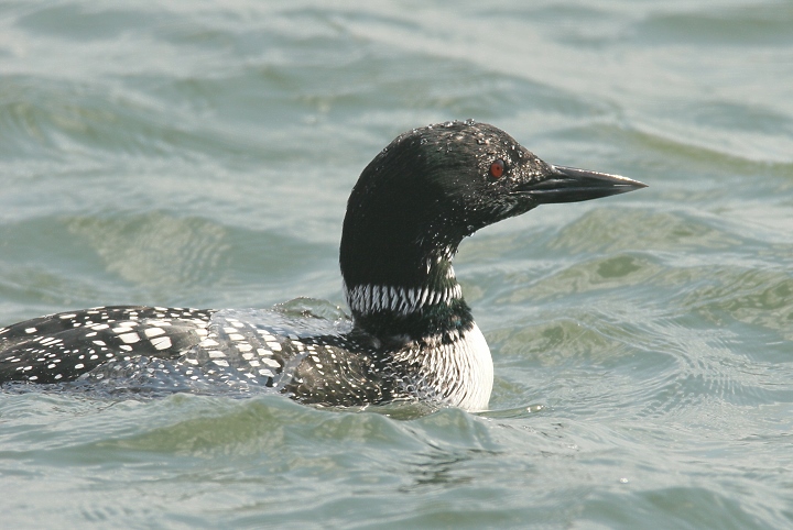 common loon feet. tattoo The common loon is the