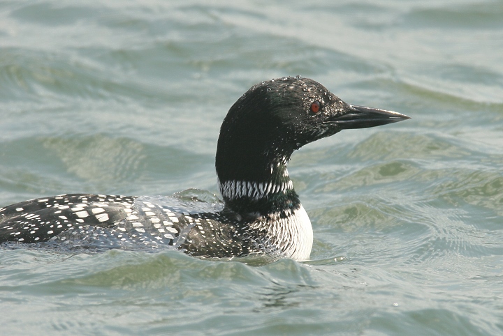 common loon cartoon. common loon cartoon. tattoo