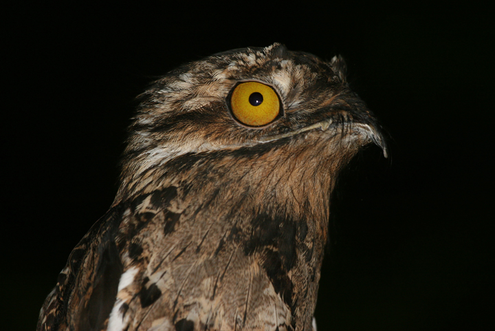 common_potoo_cr_200703_02.jpg