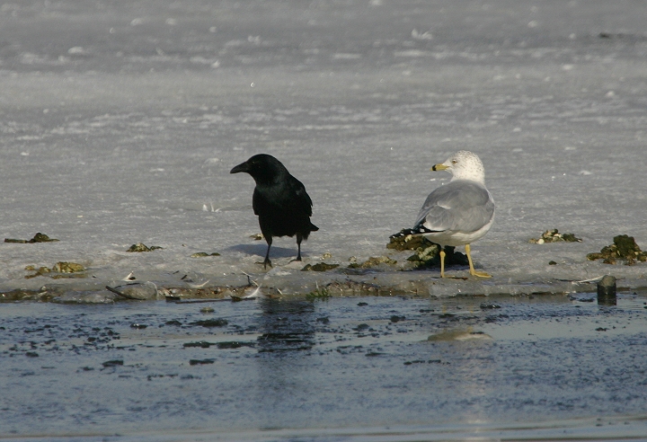 Bill Hubick Photography - Fish Crow (Corvus ossifragus)