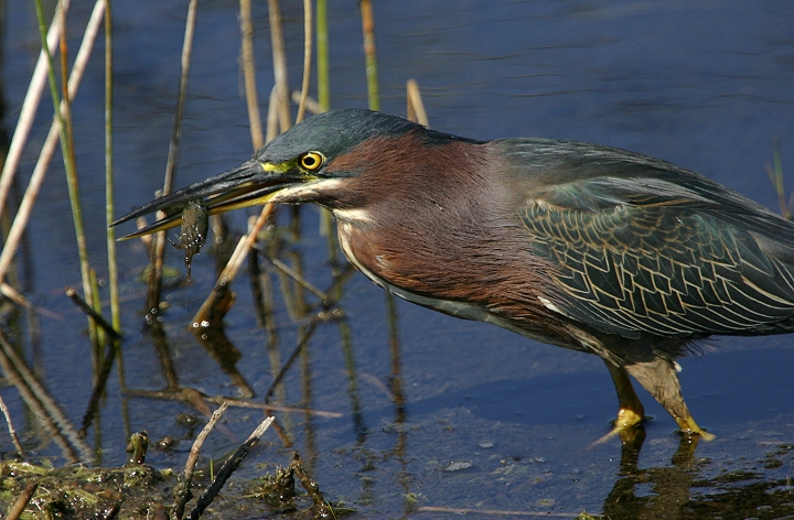 bill hubick photography green heron butorides virescens bill hubick photography green heron butorides virescens