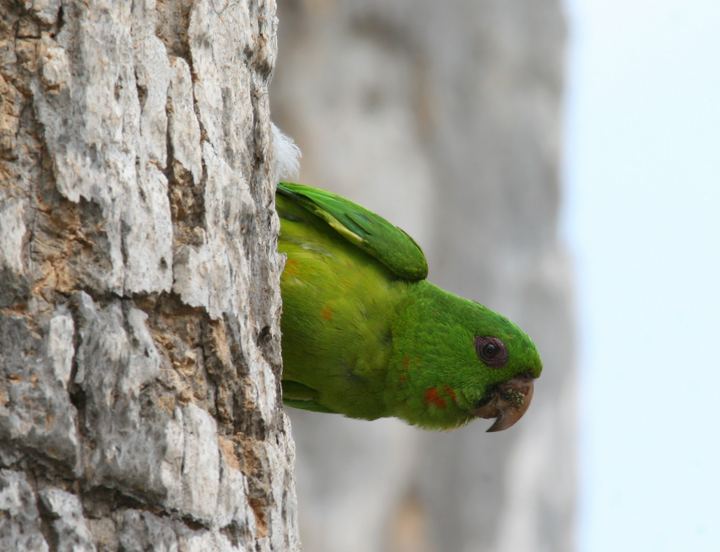 Bill Hubick Photography Green Parakeet (Aratinga holochlora)