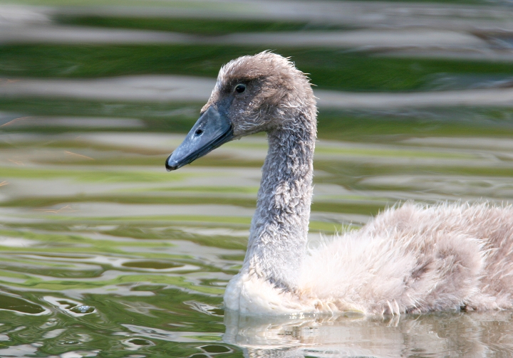 Photographed near Solomons, Calvert Co., Maryland (6/18/2006). Top photo shows an adult (and parent), while the second photo shows one of its young. Young swans are called cygnets. Photo by Bill Hubick.