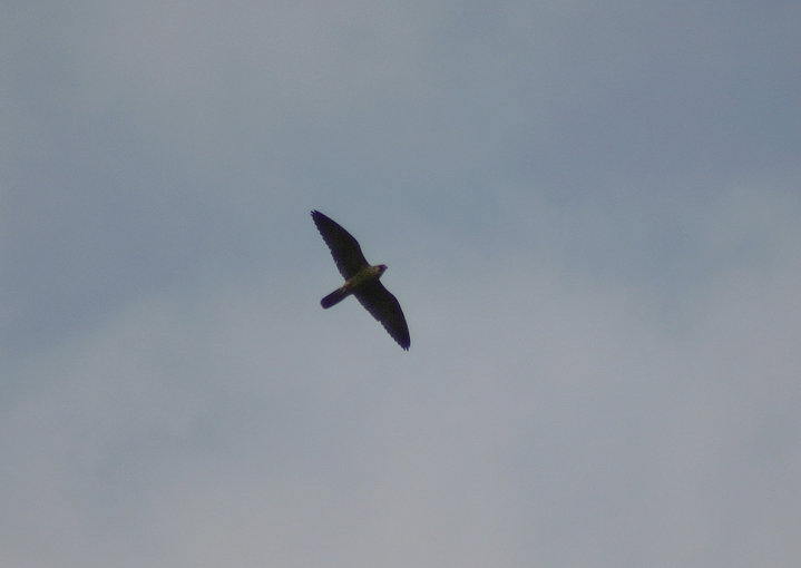 peregrine falcon in flight. Below: A Peregrine Falcon