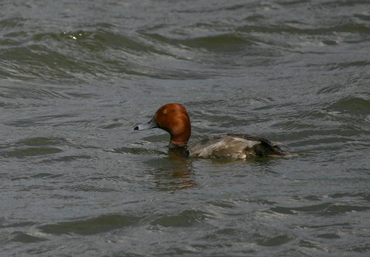 A drake Redhead on its breeding grounds at the National Elk Refuge near Jackson, Wyoming. This lovely drake was in the good company of Ring-necked Ducks, Cinnamon Teal, Gadwall, Sandhill Cranes, and a Trumpeter Swan (6/25/2005). Photo by Bill Hubick.