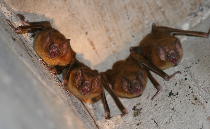 vampire bats sleeping. vampire bats Articles,