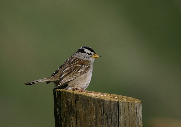"Puget Sound" White-crowned Sparrows (<i>Z. l. pugetensis</i>) in coastal northwestern Oregon (6/20-21/2005). Photo by Bill Hubick.