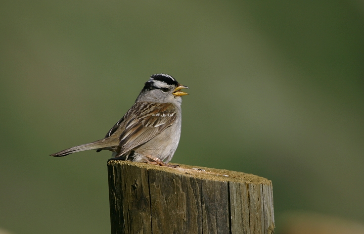 "Puget Sound" White-crowned Sparrows (<i>Z. l. pugetensis</i>) in coastal northwestern Oregon (6/20-21/2005). Photo by Bill Hubick.
