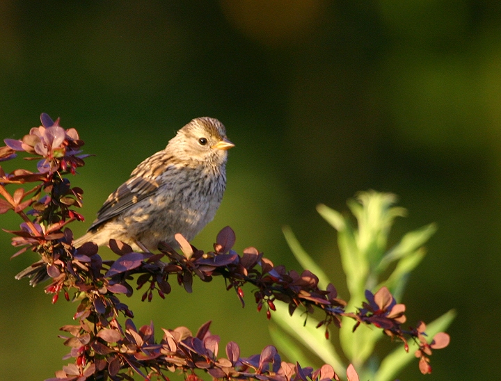 Adult and juvenile White-crowned Sparrows in coastal northwestern Oregon (6/20-21/2005). Photo by Bill Hubick.