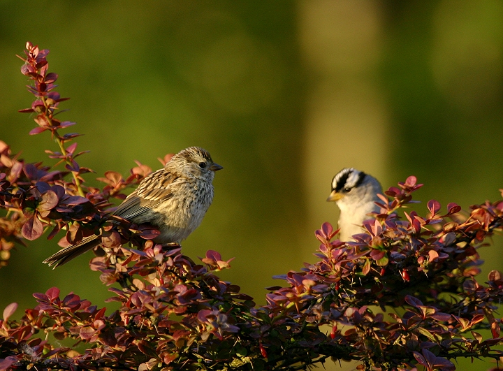 Adult and juvenile White-crowned Sparrows in coastal northwestern Oregon (6/20-21/2005). Photo by Bill Hubick.