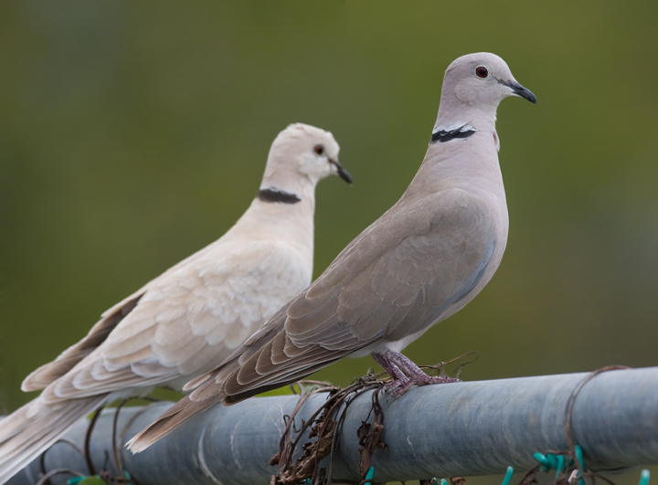 Image result for collared dove