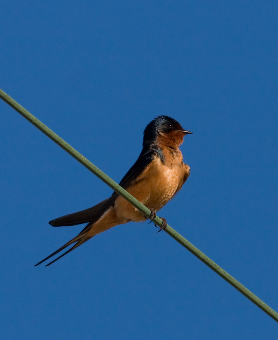 Below Recently fledged Barn Swallows in southern Garrett Co 