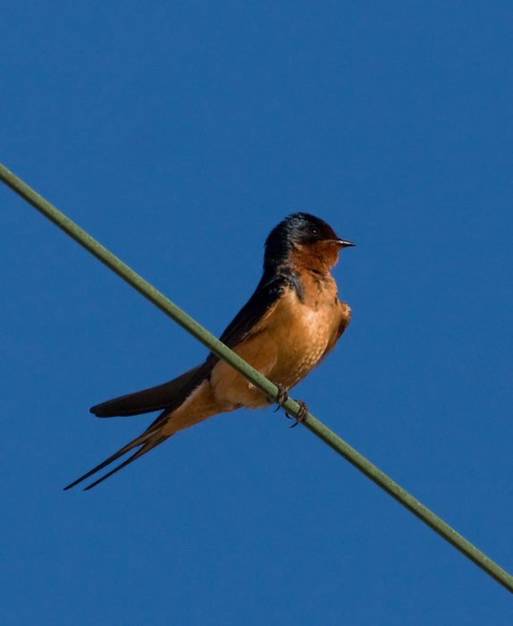 Below Recently fledged Barn Swallows in southern Garrett Co