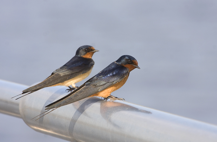 Female Barn Swallow 37