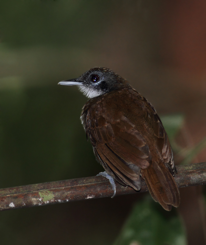 A Bicolored Antbird poses for us on Day One. Photo by Bill Hubick.