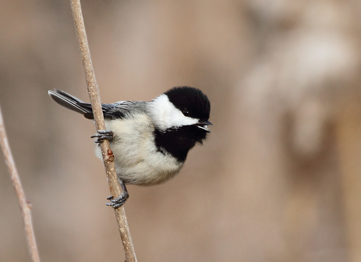 A Black-capped Chickadee in Perryman, southwestern Harford Co., Maryland (12/11/2010). Photo by Bill Hubick.