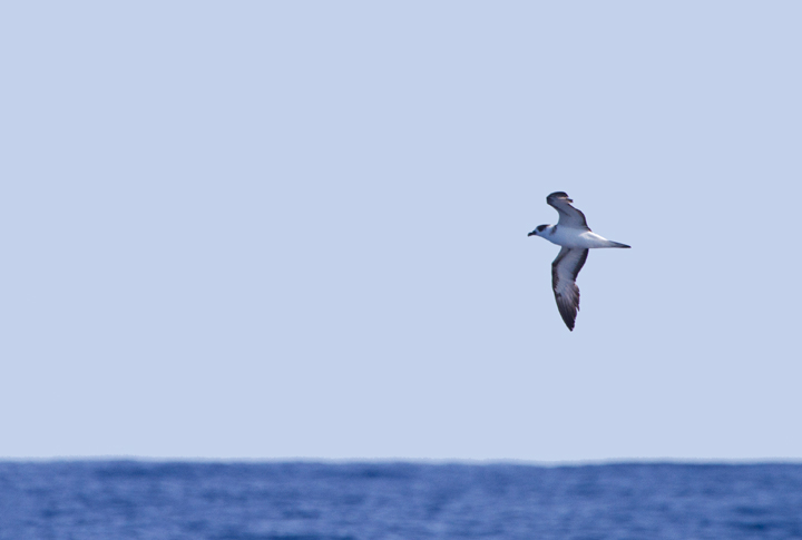 Black-capped Petrels off Cape Hatteras, North Carolina (5/29/2011). This beautiful representative of the genus <em>Pterodroma</em> (Gadfly Petrels) was studied at length on our two days offshore. Photo by Bill Hubick.