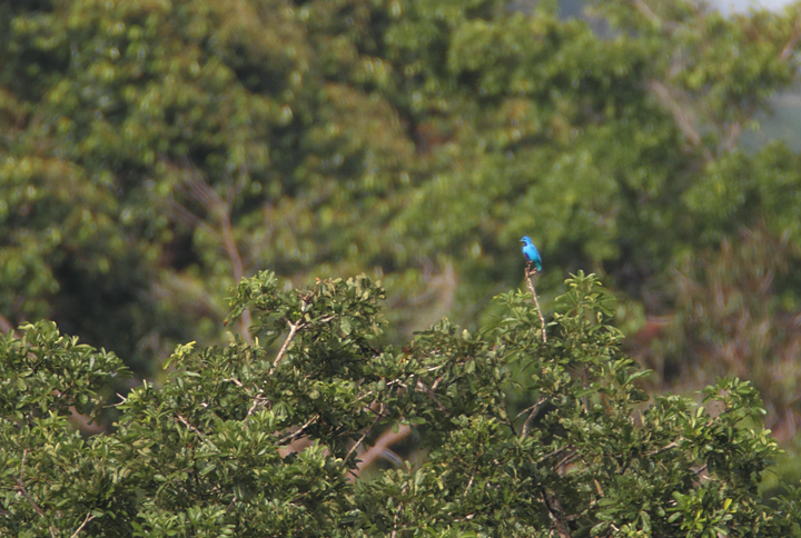 About a mile away, one of the most stunning and sought-after species in Panama - a male Blue Cotinga (July 2010). Photo by Bill Hubick.