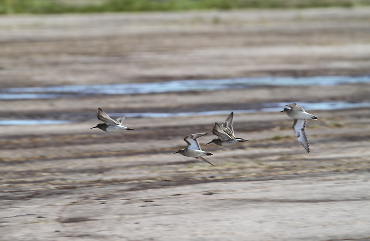In flight with two Buff-breasted Sandpipers. The Pecs are the first and third birds from the left. In second image, both are Buff-breasted Sandpipers. Photo by Bill Hubick.