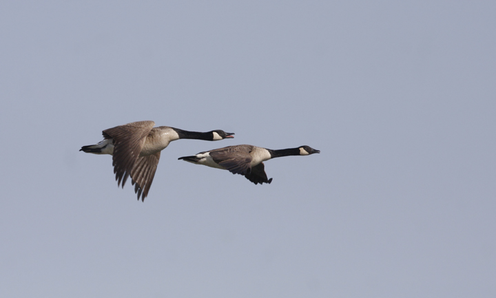 Canada Geese in flight while kayaking near Fort Smallwood, Maryland (4/4/2010). Photo by Bill Hubick.