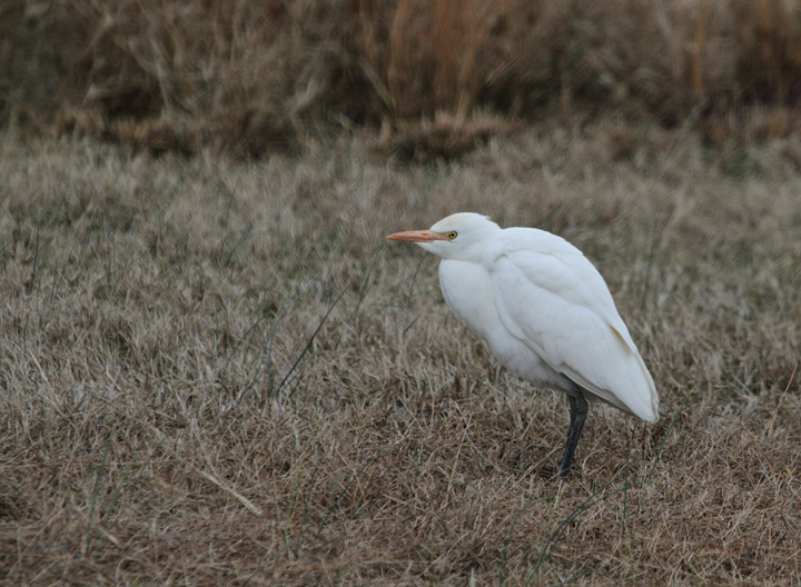 A late Cattle Egret across from the visitor center at Assateague Island, Maryland (12/5/2010). Rare even on the Rarity Roundup in mid-November, this was a new December species for everyone present this weekend. Photo by Bill Hubick.