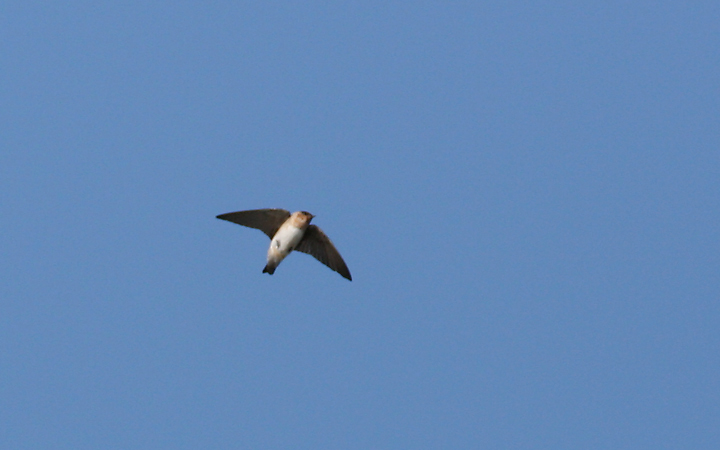 Cave Swallow photographed