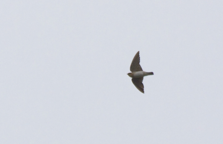 Below six A Cave Swallow in