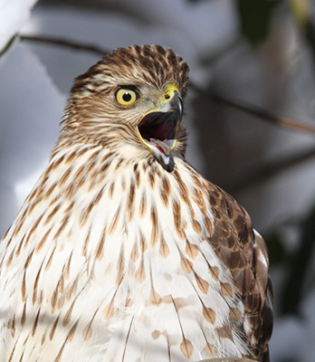 Cooper's Hawk