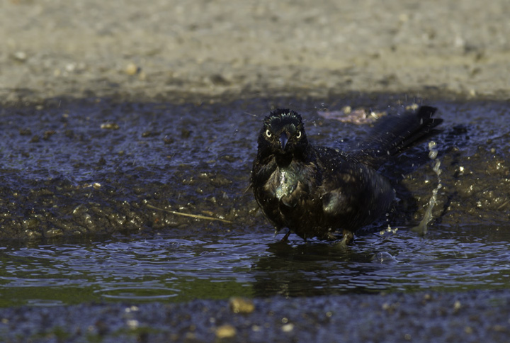 common grackle male. Below: A Common Grackle takes