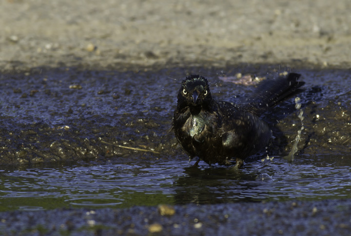 common grackle egg. Below: A Common Grackle takes