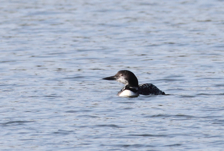 Common Loons at Bogle's Wharf, Eastern Neck NWR, Maryland (11/8/2009).