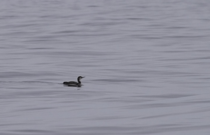 This Common Loon gave a delicate impression from a distance, but gradually appeared more typical - Maryland (2/26/2011). Photo by Bill Hubick.