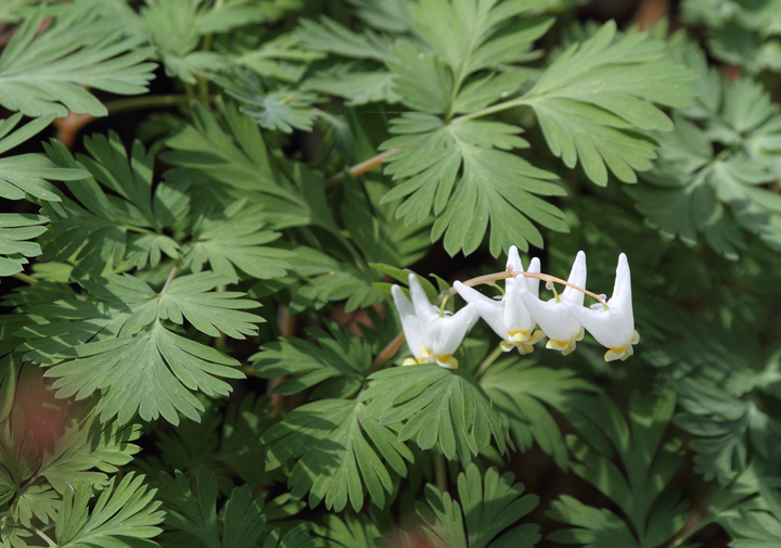 Dutchman's Breeches is another very similar native wildflower - C&O Canal in Washington Co., Maryland (4/3/2010). Photo by Bill Hubick.